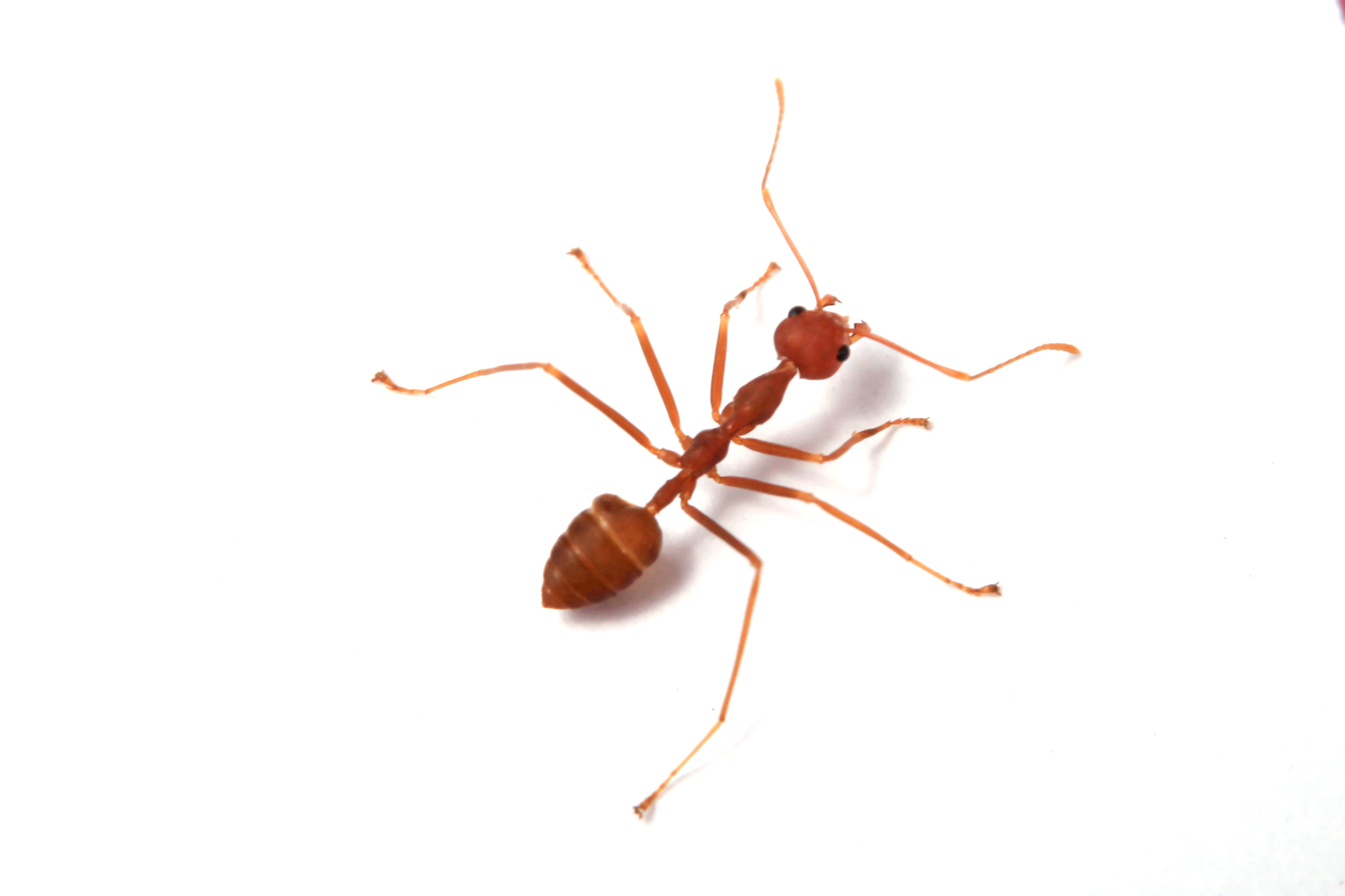 Fire ant mound and fire ant activity used for identification