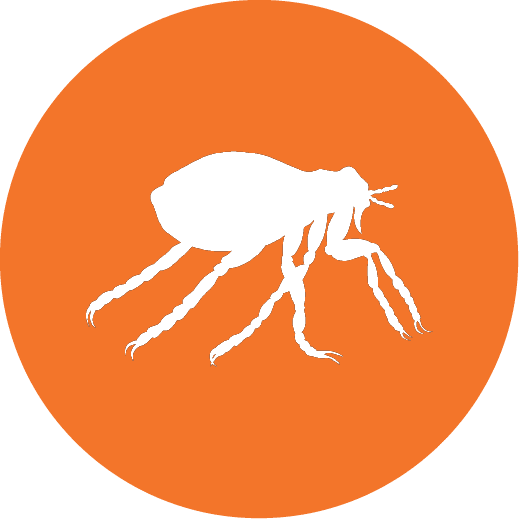 White flea silhouette icon on an orange circle background representing professional flea control services.