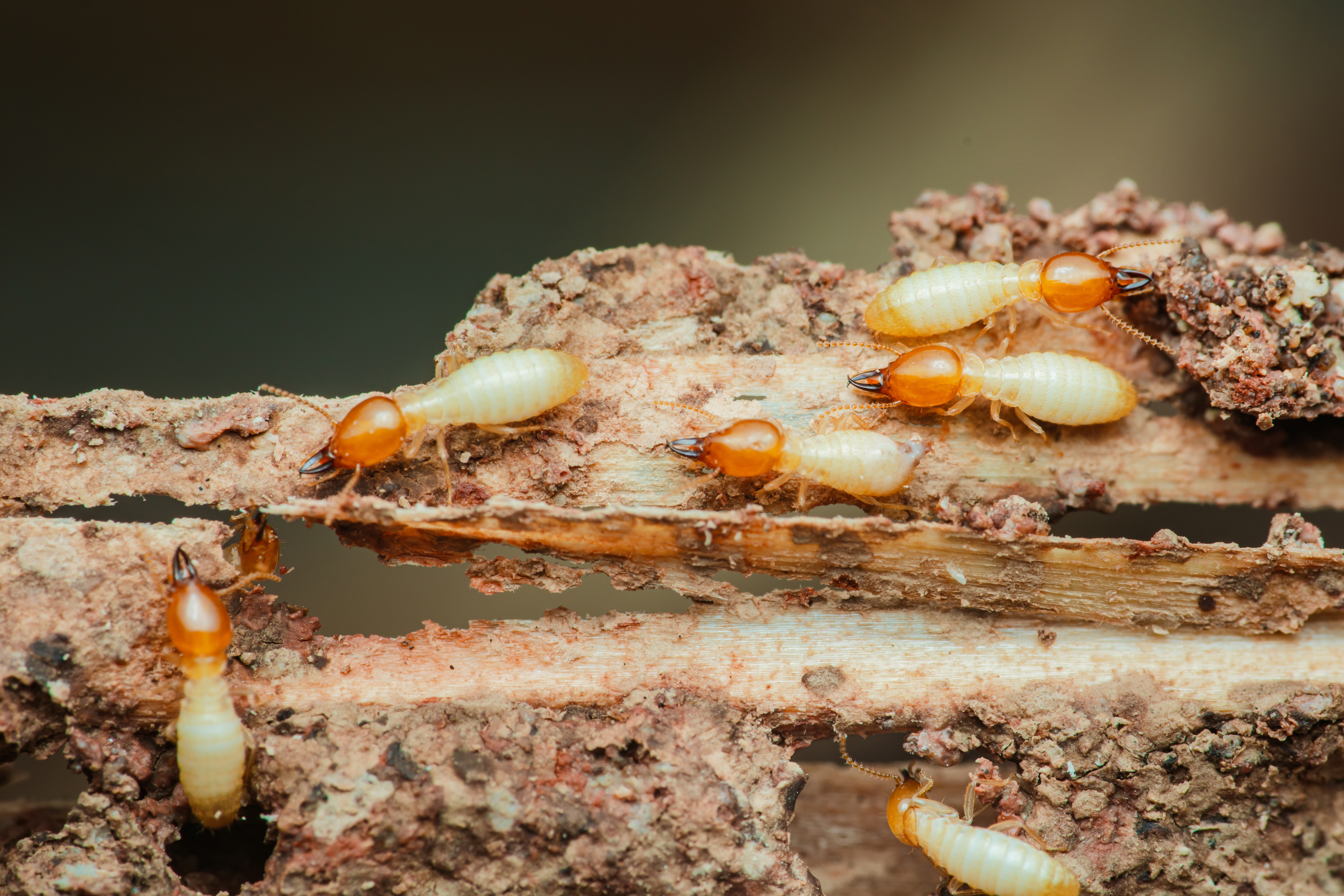 Subterranean termite mud tube damage on wood