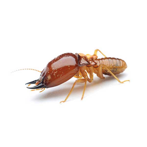 Formosan termite soldier with an oval orange-brown head